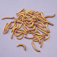 common mealworms group