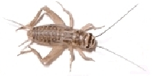 another cricket