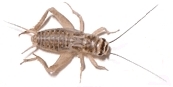 another cricket