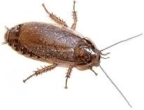 Lobster Roach