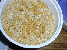 cup of waxworms