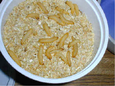 cup of waxworms