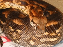 Acrantophis madagascariensis Female 4