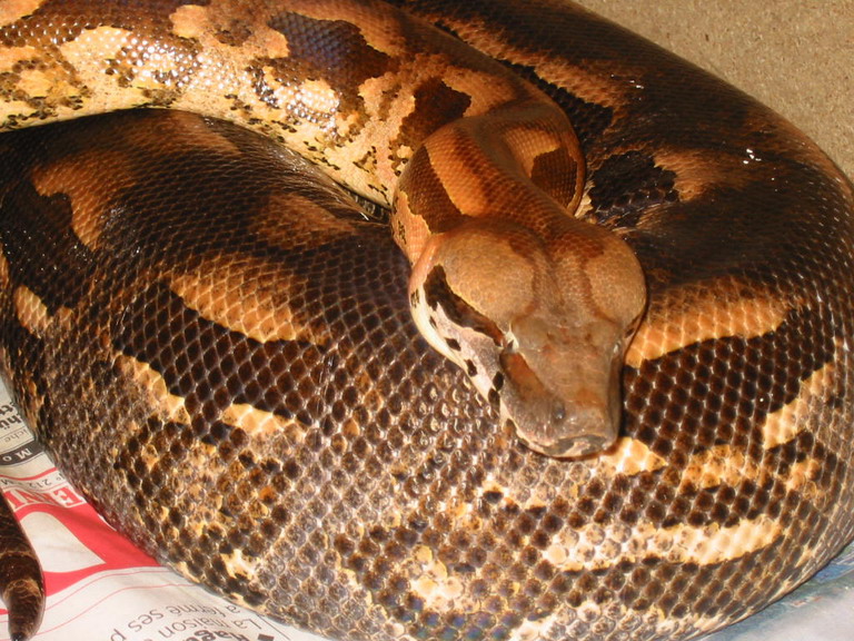 Acrantophis madagascariensis Female 4