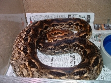 Acrantophis madagascariensis Female 1