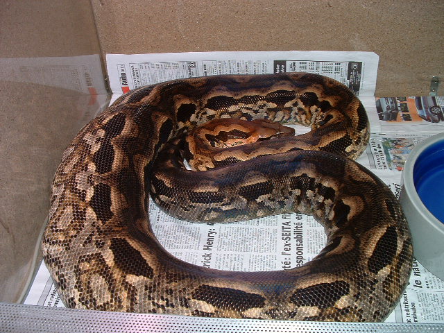 Acrantophis madagascariensis Female 1