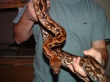 Acrantophis madagascariensis Female 2