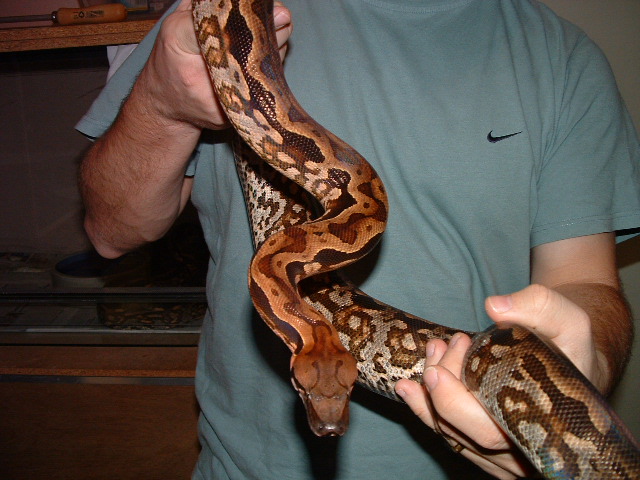 Acrantophis madagascariensis Female 2
