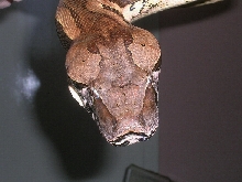 A. madagascariensis female 1