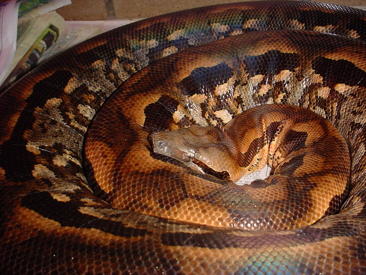 Acrantophis madagascariensis Female 4