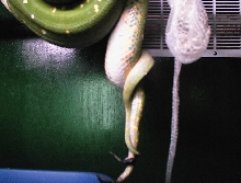 MATING 1