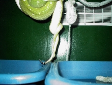 MATING 2