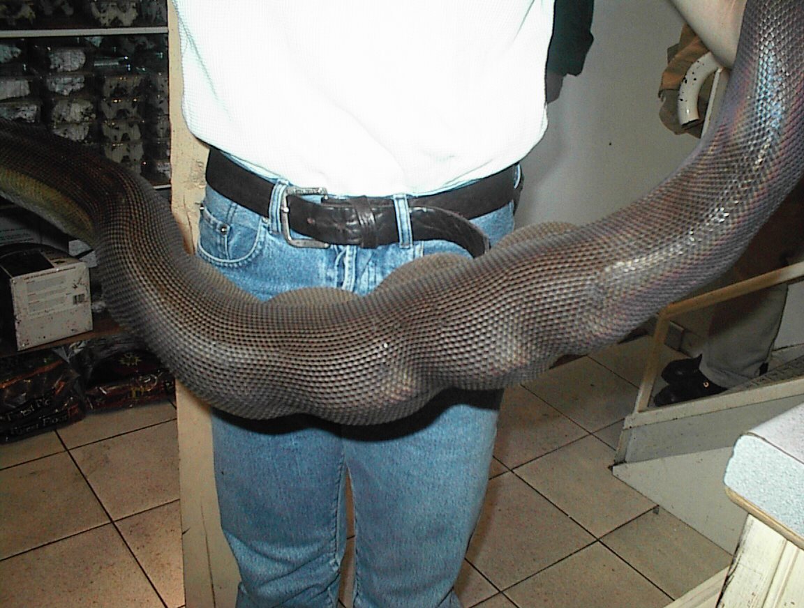 A. PAPUANUS / OPHIOPHAGY