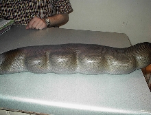 A. PAPUANUS / OPHIOPHAGY 2