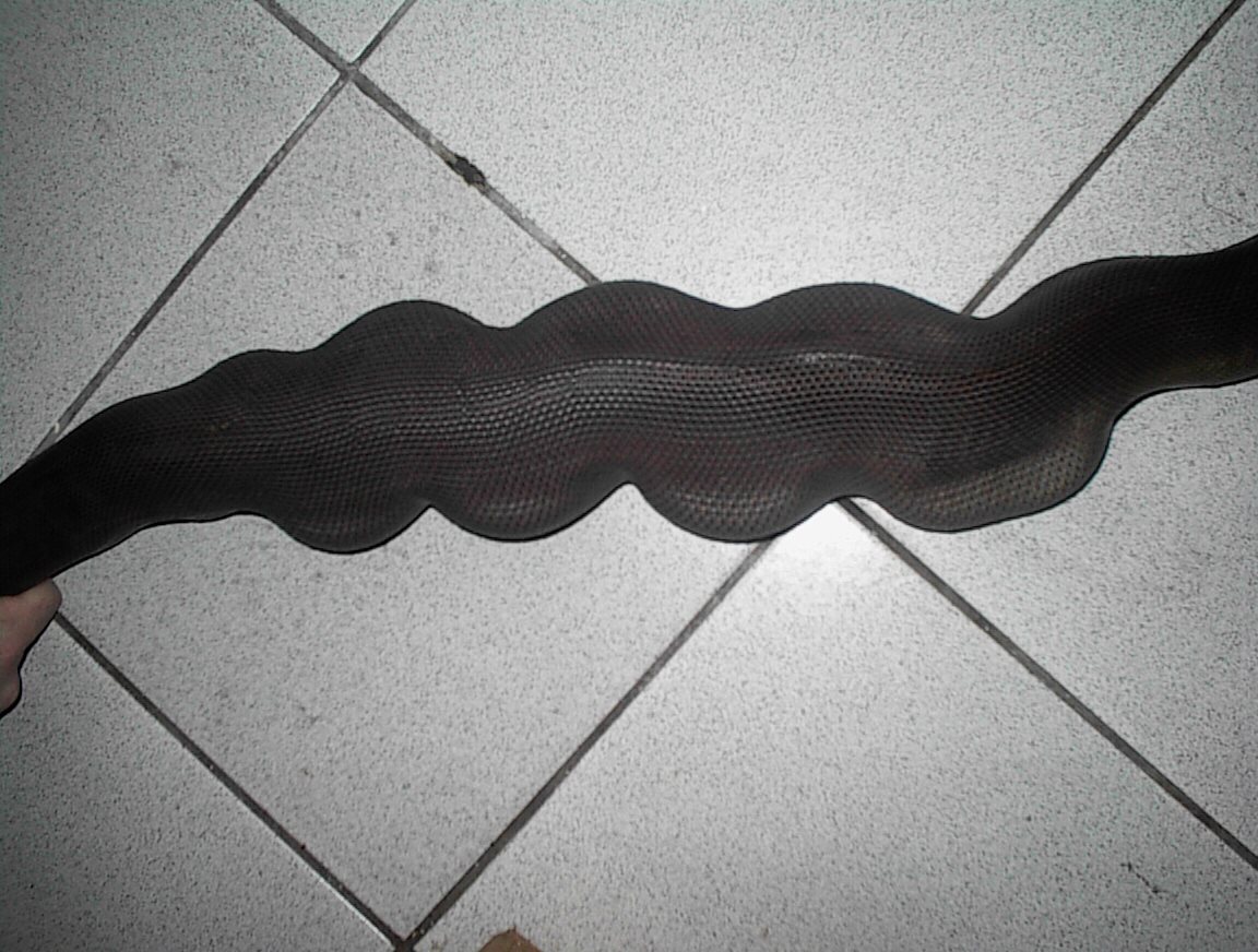 A. PAPUANUS / OPHIOPHAGY 3
