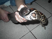 A. PAPUANUS / OPHIOPHAGY 4