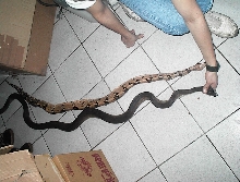 A. PAPUANUS / OPHIOPHAGY 5