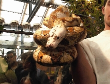 CALICO 1