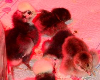 White Crested Black Polish