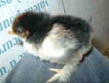 New Bantam Chicks