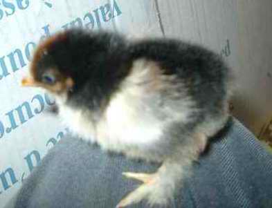 New Bantam Chicks