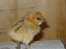 Buff Silkie