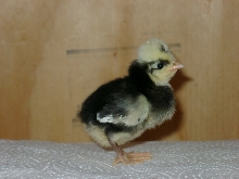 White Crested polish