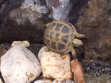 Russian tort going vertical