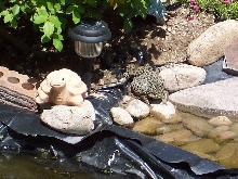 mrToad