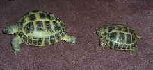 newfriends