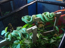 atheris