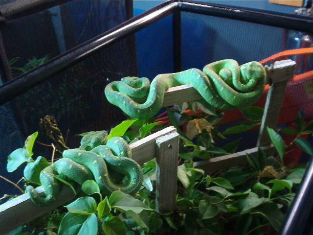 atheris
