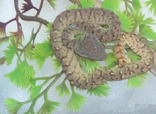atheris chlorechis