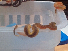 atheris chlorechis