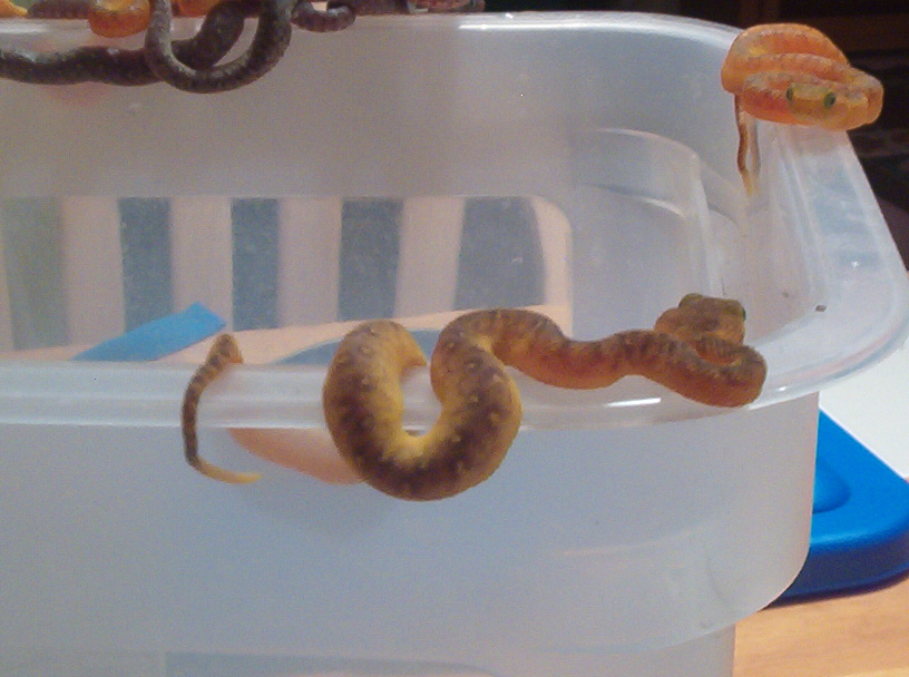 atheris chlorechis