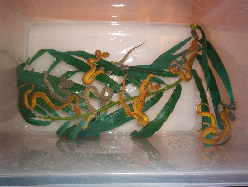 atheris chlorechis
