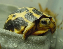 P. a. brygooi 3 weeks old
