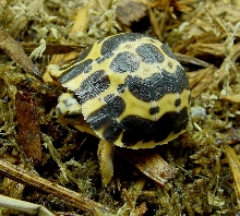 P.a. brygooi