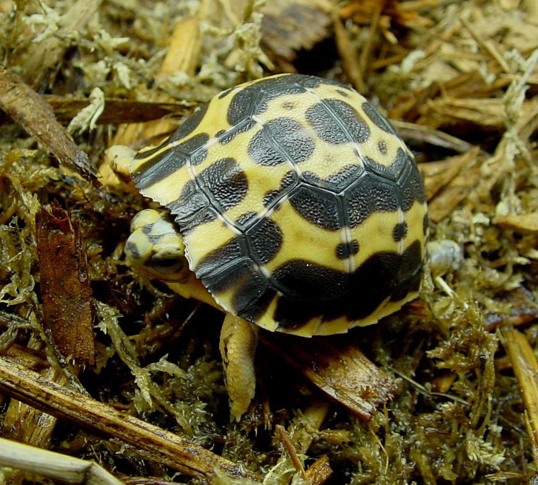 P.a. brygooi