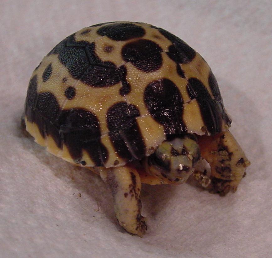 P. a. brygooi hatchling