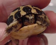 P.a. brygooi hatchling