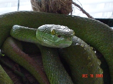 Tree Viper