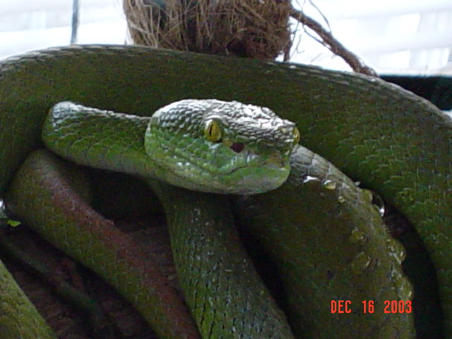 Tree Viper