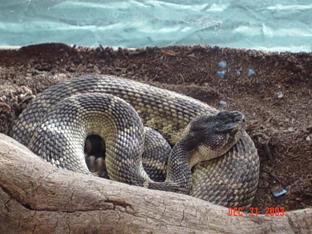 Northern Pacific rattler