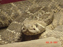 Western Diamond Back