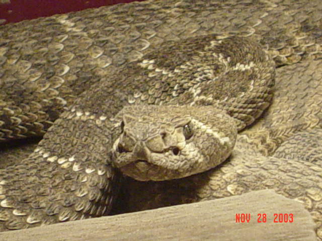 Western Diamond Back