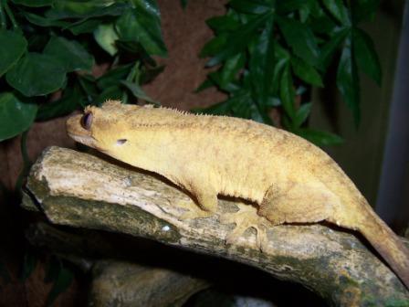 Gravid Female