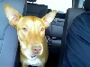 Anubis PH mix1