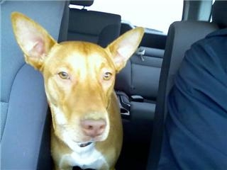 Anubis PH mix1
