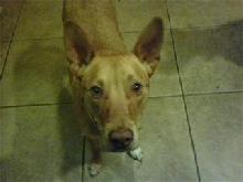 Anubis PH mix 2